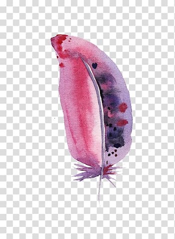 Watercolor feather transparent background PNG clipart