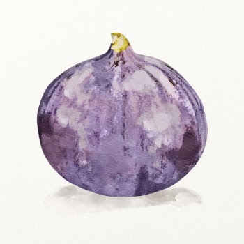 Watercolor fig illustration, fruit drawing | Free Photo Illustration - rawpixel