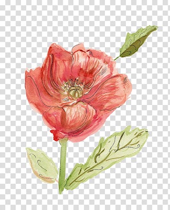 Watercolor Floral s, red poppy flower in bloom illustration transparent background PNG clipart