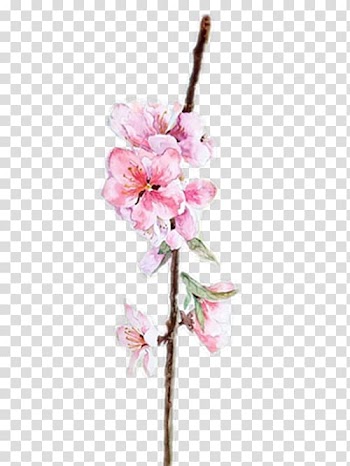 Watercolor: Flowers Floral design Watercolor painting, Watercolor painted peach transparent background PNG clipart