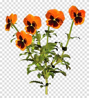 Watercolor: Flowers Painting Three-dimensional space, Plants flowers and floral patterns transparent background PNG clipart