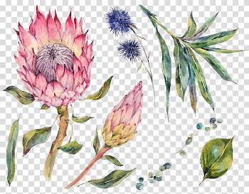Watercolor flowers transparent background PNG clipart
