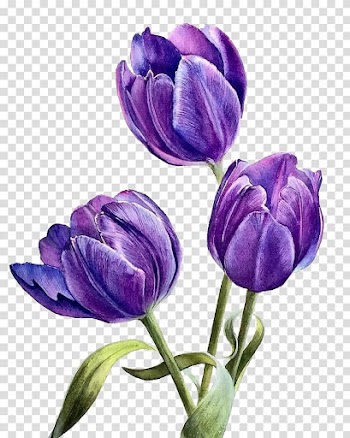 Watercolor flowers transparent background PNG clipart