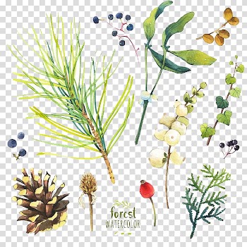 Watercolor flowers transparent background PNG clipart