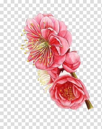 Watercolor flowers transparent background PNG clipart