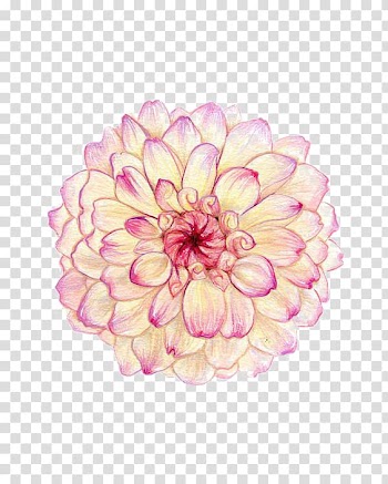 Watercolor flowers transparent background PNG clipart