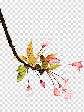 Watercolor flowers transparent background PNG clipart