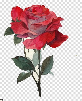Watercolor flowers transparent background PNG clipart