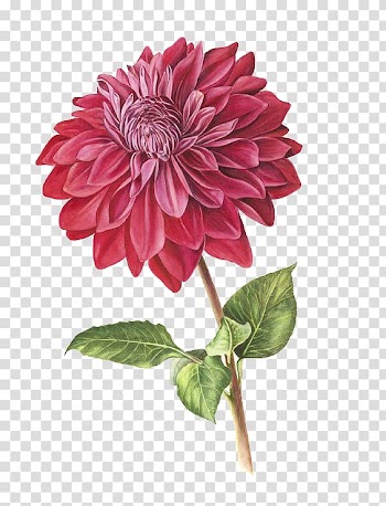 Watercolor flowers transparent background PNG clipart