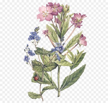 Watercolor: Flowers Watercolor painting Botanical illustration - painting 