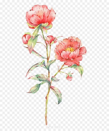 Watercolor: Flowers Watercolor painting Centifolia roses - Watercolor flowers 