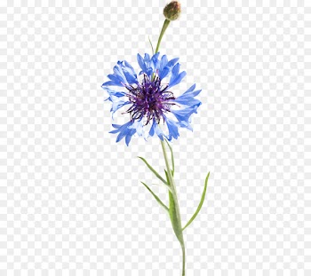 Watercolor: Flowers Watercolor painting Cornflowers Pintura a la acuarela - painting 