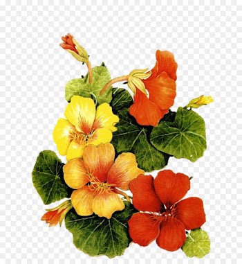 Watercolor: Flowers Watercolor painting Drawing - painting 