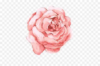Watercolor: Flowers Watercolor painting Pink flowers - Rose 