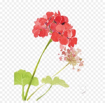 Watercolor: Flowers Watercolor painting - Watercolor flowers 