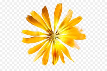 Watercolor: Flowers Yellow Watercolor painting - flower 