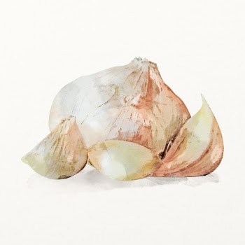 Watercolor garlic illustration, vegetable drawing | Free Photo Illustration - rawpixel