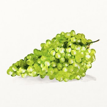 Watercolor green grape illustration, fruit | Free Photo Illustration - rawpixel