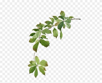 Watercolor Green Leaves - Watercolor Green Leaves Branches