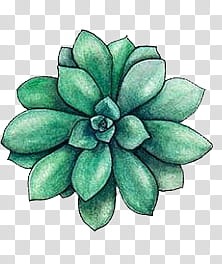 WaterColor, green succulent plant transparent background PNG clipart