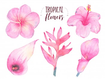 Watercolor hand painted tropical flower frangipani hibiscus calla lily set isolated on white Free Vector