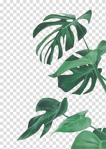 Watercolor leaves transparent background PNG clipart
