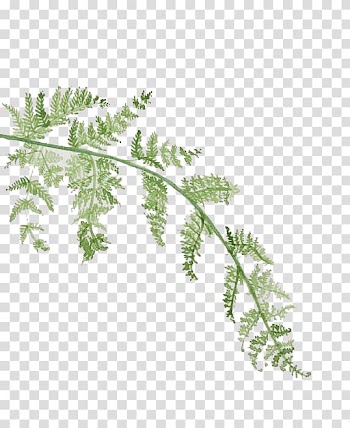 Watercolor leaves transparent background PNG clipart