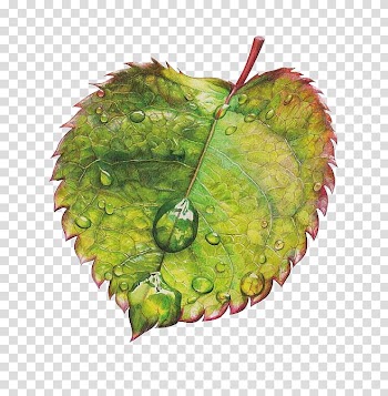 Watercolor leaves transparent background PNG clipart