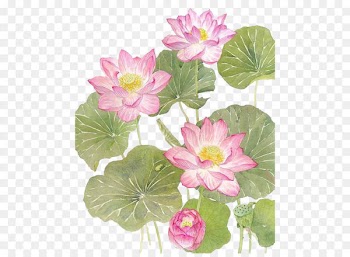 Watercolor lotus 