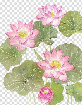 Watercolor lotus transparent background PNG clipart