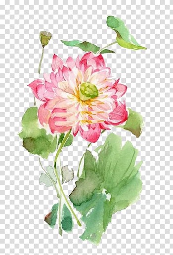 Watercolor lotus transparent background PNG clipart