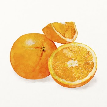 Watercolor oranges illustration, fruit drawing | Free Photo Illustration - rawpixel