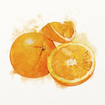 Watercolor oranges illustration, fruit drawing | Free Photo Illustration - rawpixel