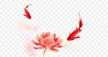Watercolor painting - Antiquity beautiful watercolor illustration koi lotus 