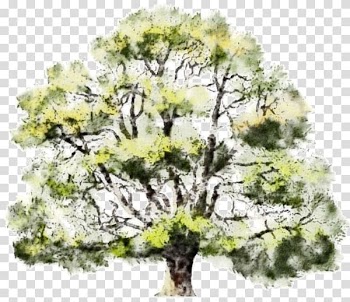 Watercolor painting Architecture Tree Drawing Architectural rendering, pasture transparent background PNG clipart
