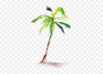 Watercolor Painting Arecaceae Drawing - Palm Tree Water Color