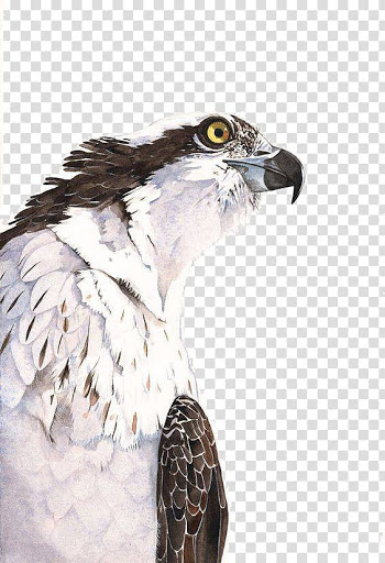 Watercolor painting Art Printmaking, Eagle realistic painting transparent background PNG clipart