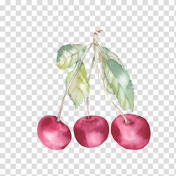 Watercolor painting Auglis Cherry Illustration, Cherry transparent background PNG clipart
