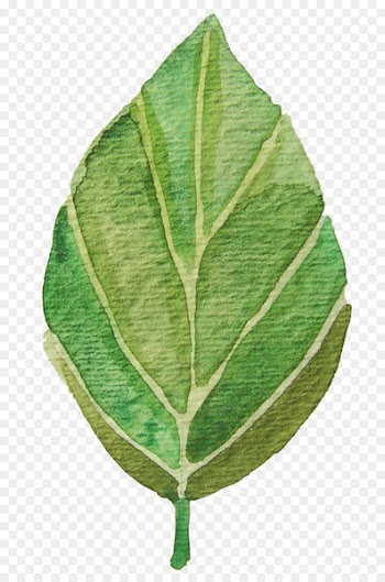 Watercolor painting Autumn leaf color Autumn leaf color Clip art - green leaves 