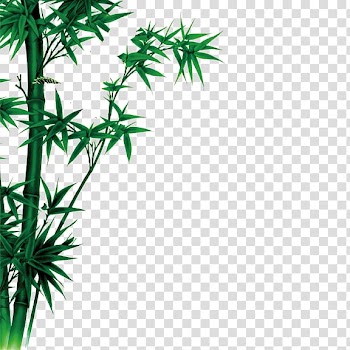 Watercolor painting Bamboe, bamboo transparent background PNG clipart