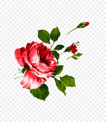 Watercolor painting Beach rose Download - Pink rose flower 