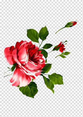 Watercolor painting Beach rose , Pink rose flower transparent background PNG clipart