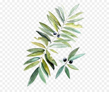 Watercolor painting Botanical illustration Leaf - Drawing blueberries 