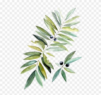 Watercolor Painting Botanical Illustration Leaf - Illüstration Botanical Tree
