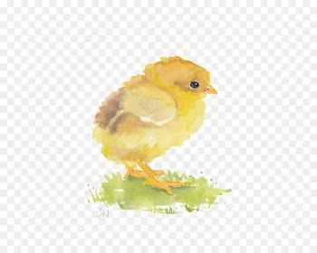 Watercolor painting Chicken Art - chick 