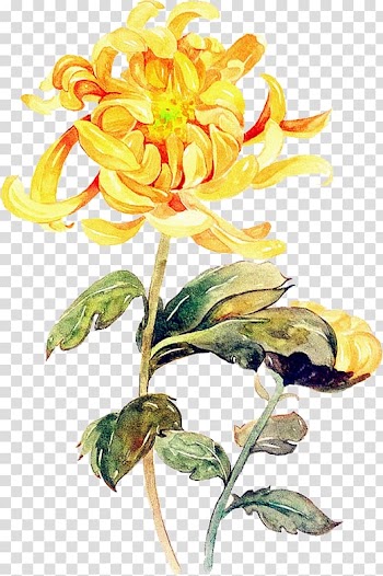 Watercolor painting Chrysanthemum Illustration, Hand painted oil painting inlaid flowers transparent background PNG clipart