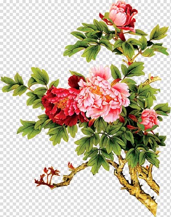 Watercolor painting Chrysanthemum, peony transparent background PNG clipart