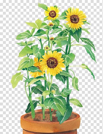Watercolor painting Common sunflower u58a8u7da0, Hand painted watercolor sunflower transparent background PNG clipart