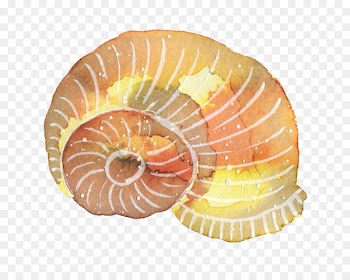 Watercolor painting - conch 