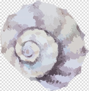 Watercolor painting , conch transparent background PNG clipart
